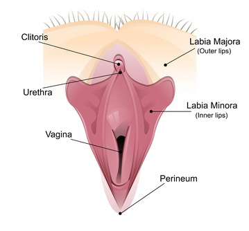 Dibujo de clítoris